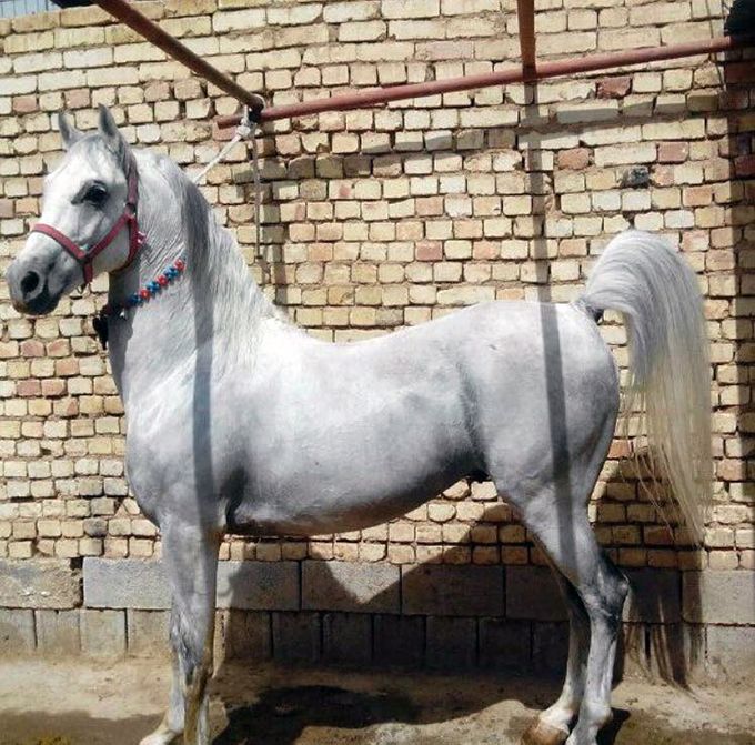 خصوصیات ظاهری، ریخت شناسی و فنوتیپ اسب کرد, اسب رویال: مرکز تخصصی آموزش، خرید و فروش اسب در ایران