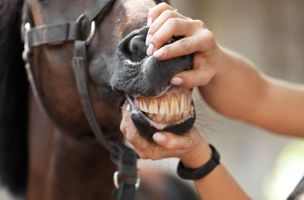 مراقبت های دندانی اسب ها