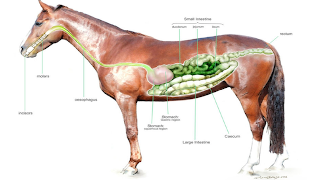 نیازهای مواد مغذی برای اسب ها