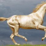 تحقق رویاهای اسبدوستان با خرید اسب اصیل آخال, اسب رویال: مرکز تخصصی آموزش، خرید و فروش اسب در ایران