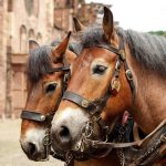 خرید اسب آلمانی: بررسی ویژگی‌ها، قیمت و نحوه خرید, اسب رویال: مرکز تخصصی آموزش، خرید و فروش اسب در ایران