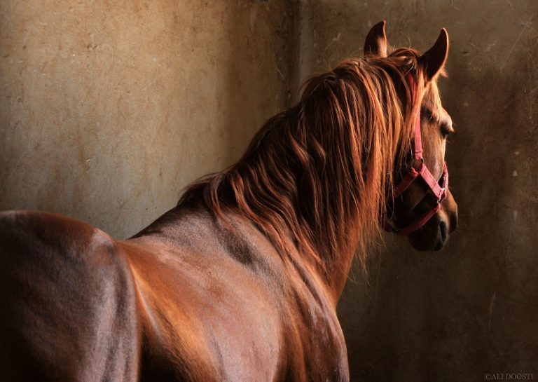 Kurdish Horse from RoyalHorse