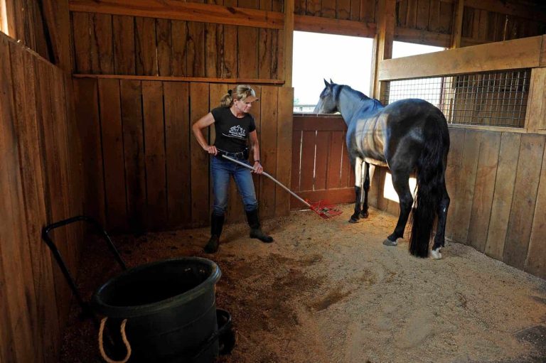 Cleaning Horse