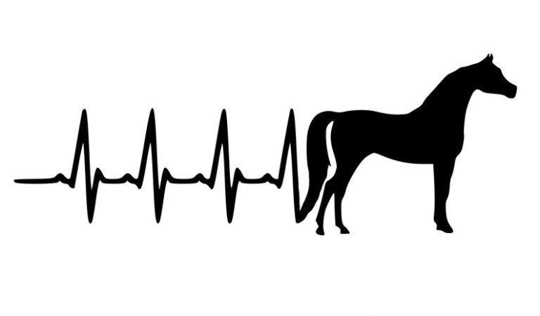 Horse heart rate