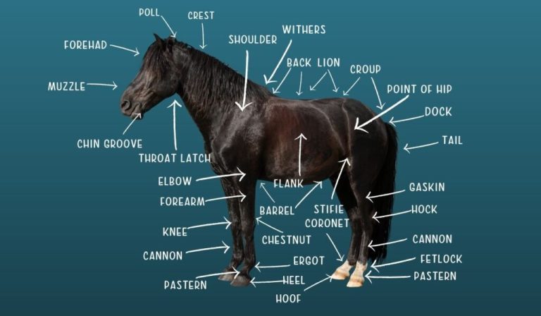 Horse structure and anatomy hd