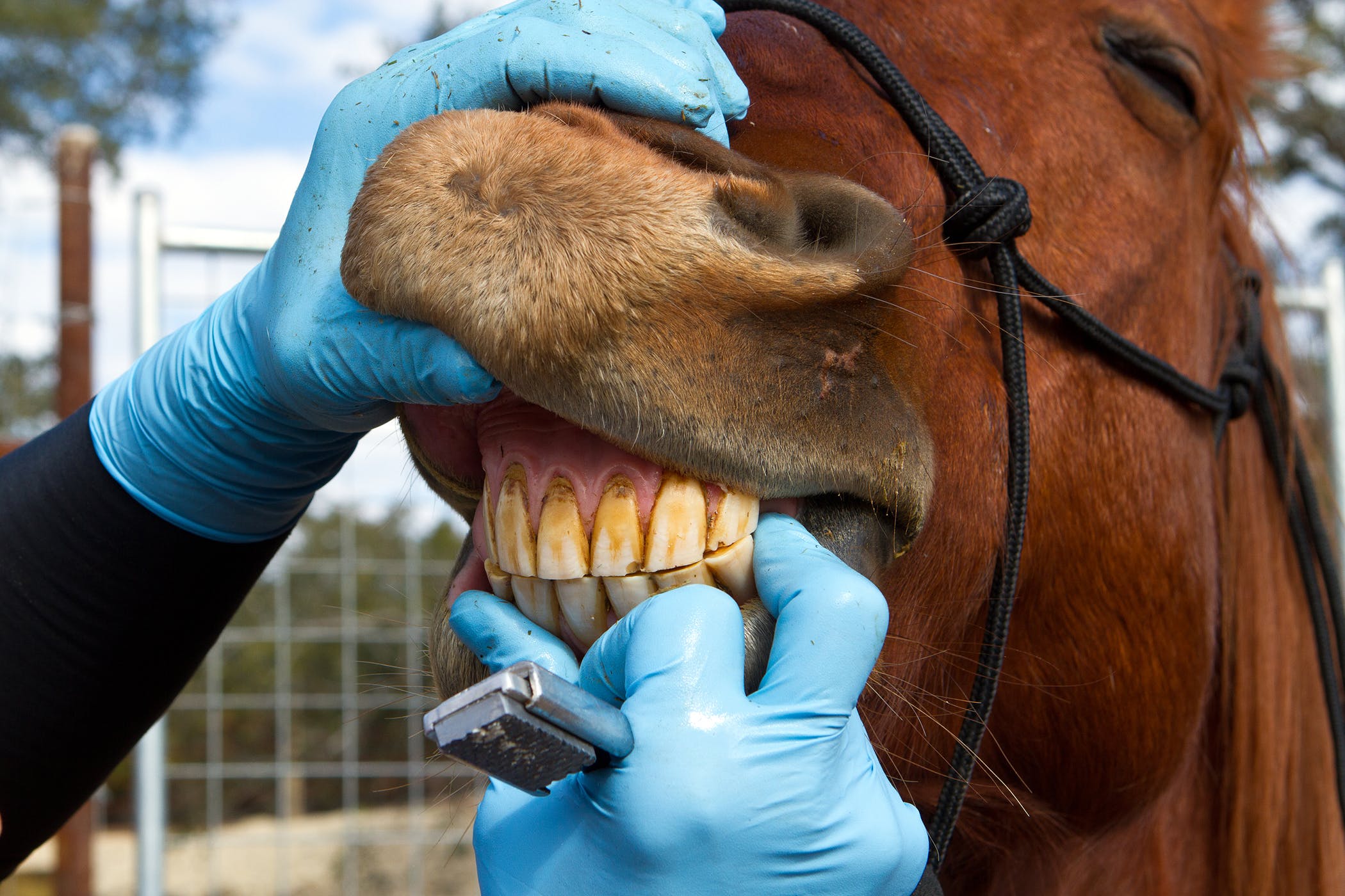 دندانپزشکی اسب