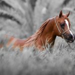 مراقبت از عضلات اسب, اسب رویال: مرکز تخصصی آموزش، خرید و فروش اسب در ایران