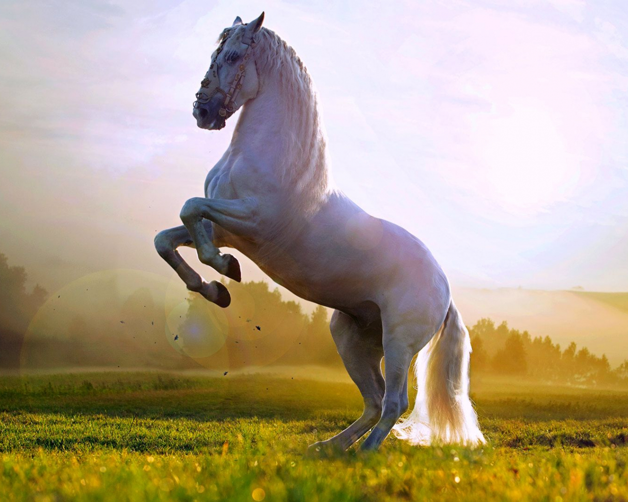 فروش اسب, اسب رویال: بازار اسب ایران