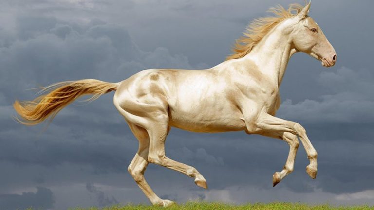 akhal teke horse breed profile and facts youtube thumbnail