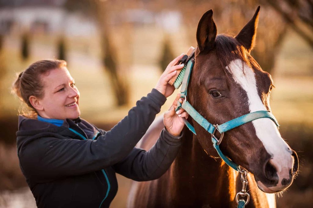 فروش اسب, اسب رویال: بازار اسب ایران