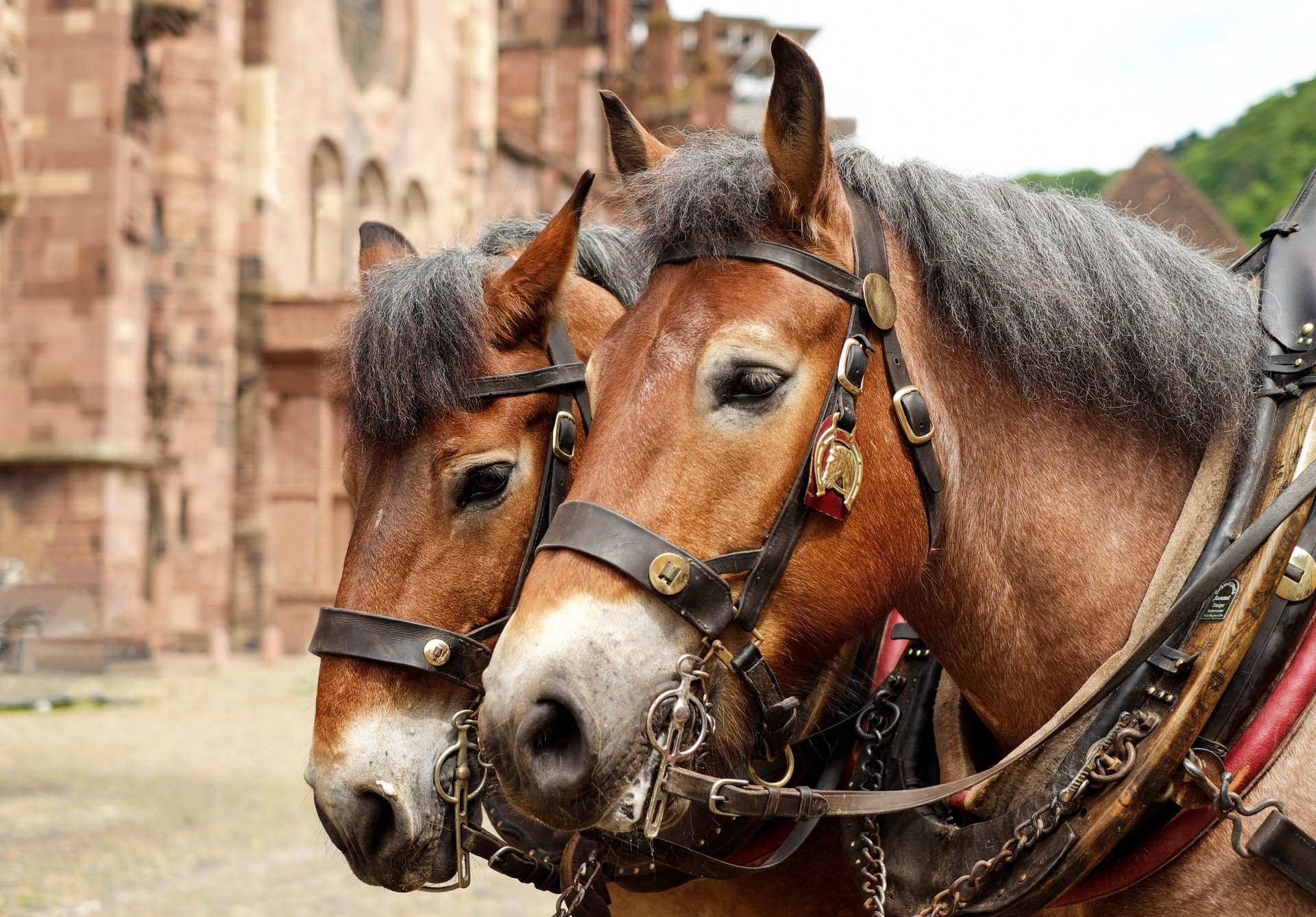 خرید اسب آلمانی: بررسی ویژگی‌ها، قیمت و نحوه خرید