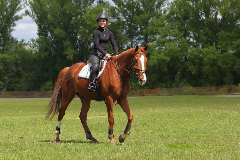 خنک شدن بدن اسب بعد از ورزش