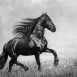 royal horse 04 1 scaled