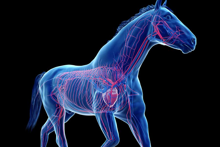 , اسب رویال: بازار اسب ایران