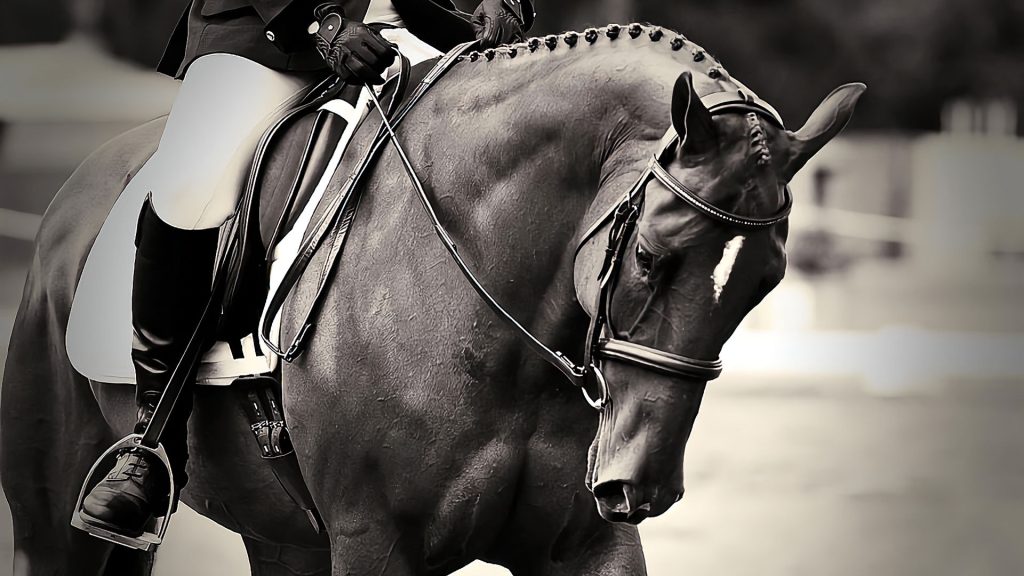 کلوپ وی آی پی, اسب رویال: بازار اسب ایران