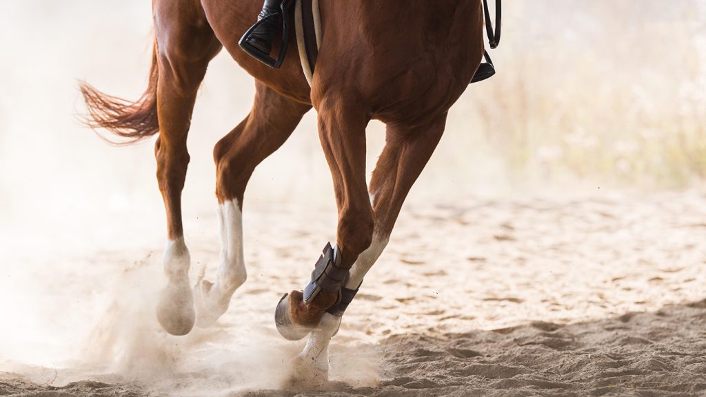 درباره ی ما, اسب رویال: بازار اسب ایران